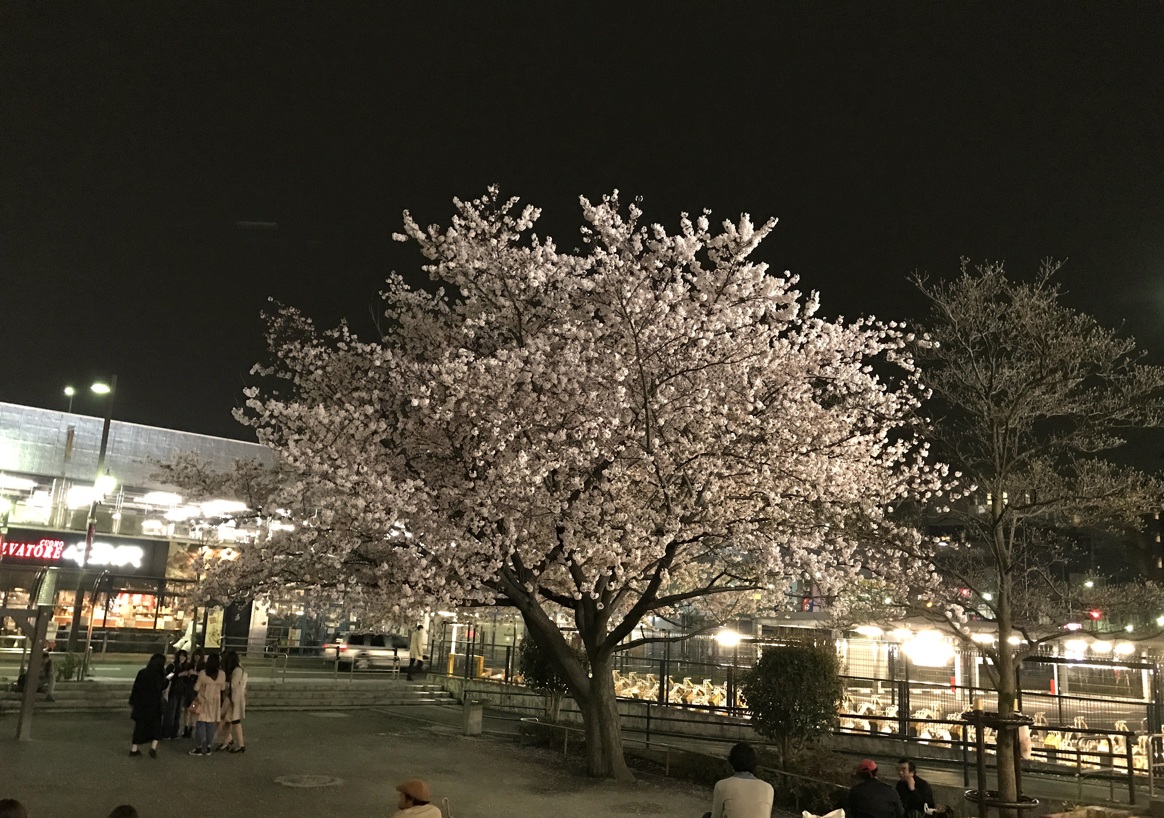 仙川の桜｜調布市